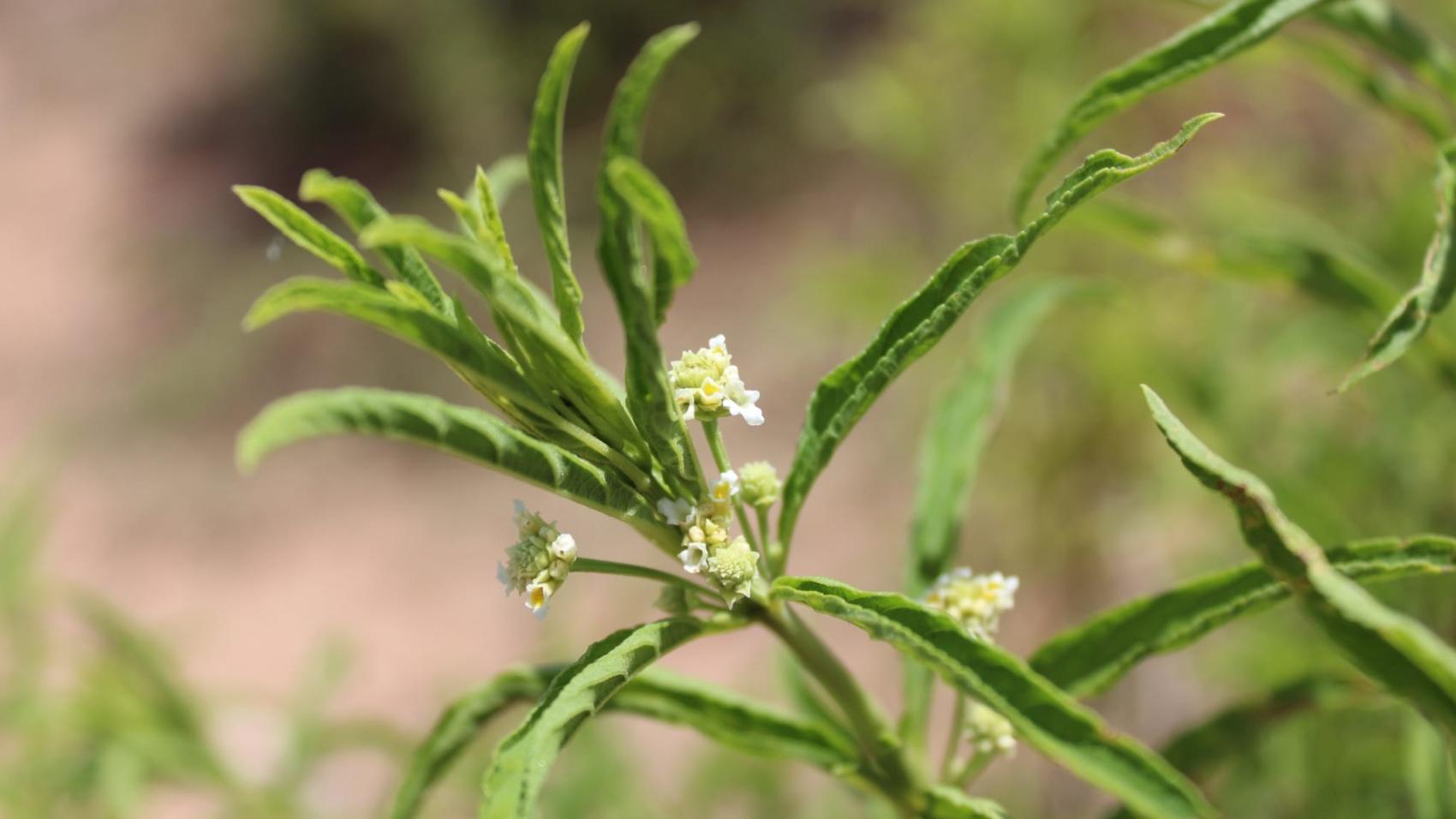 Wild Verbena 